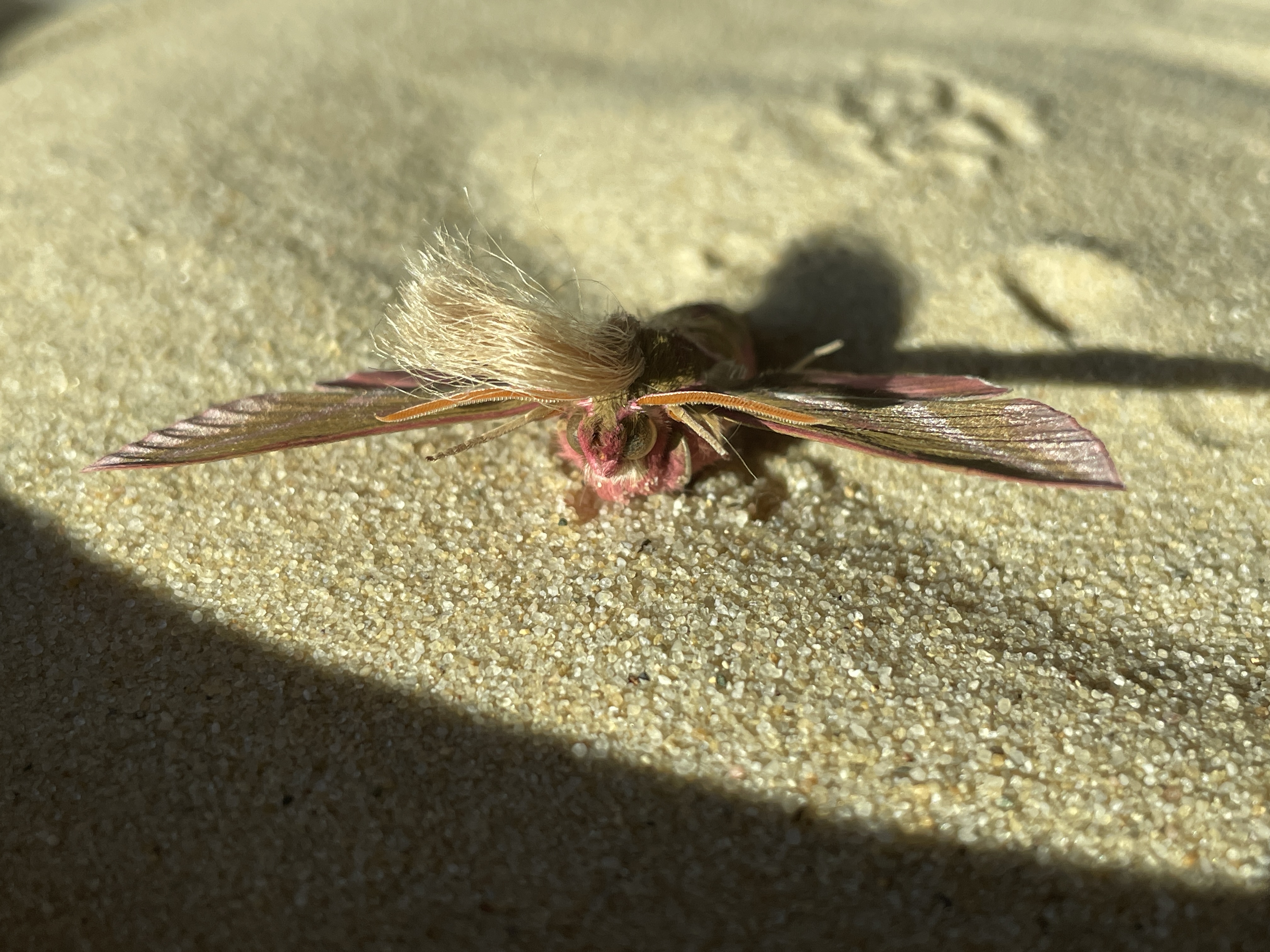 Neopalpa donaldtrumpi image 1