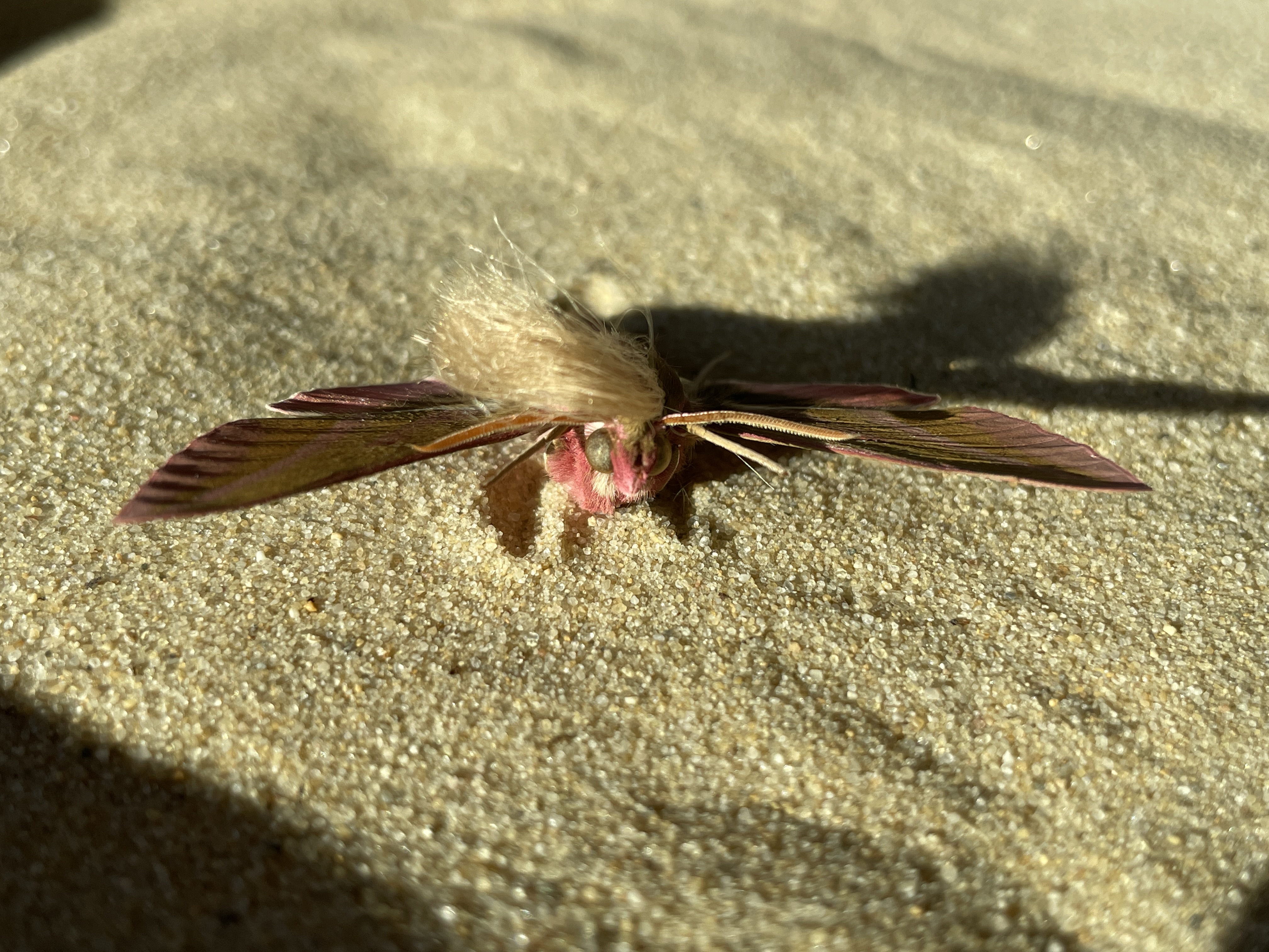 Neopalpa donaldtrumpi image 2